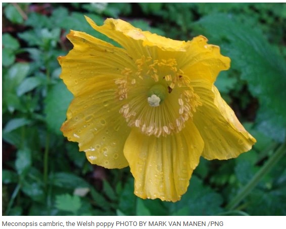 Welsh Poppy